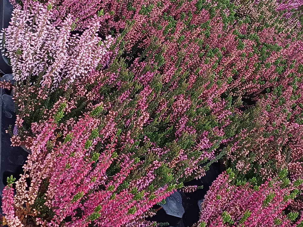 Jardinerie à Pouilloux