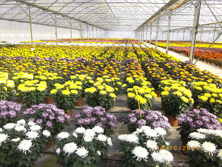 Chrysanthèmes à Pouilloux