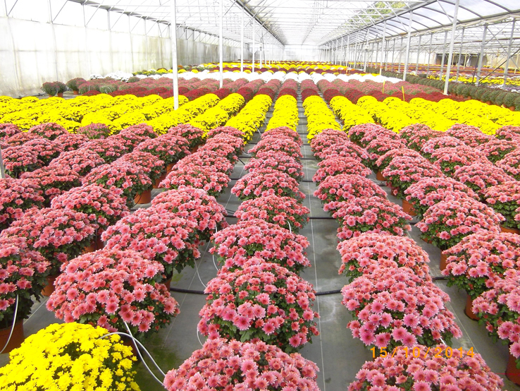 Chrysanthèmes à Pouilloux