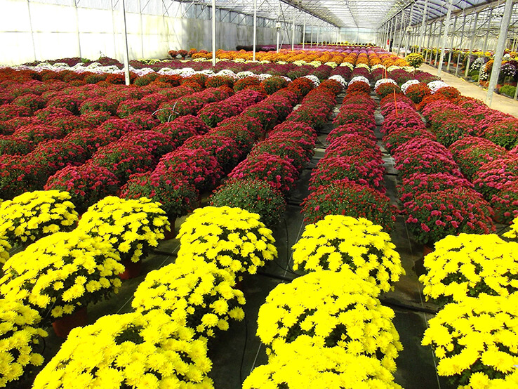 Chrysanthèmes à Pouilloux