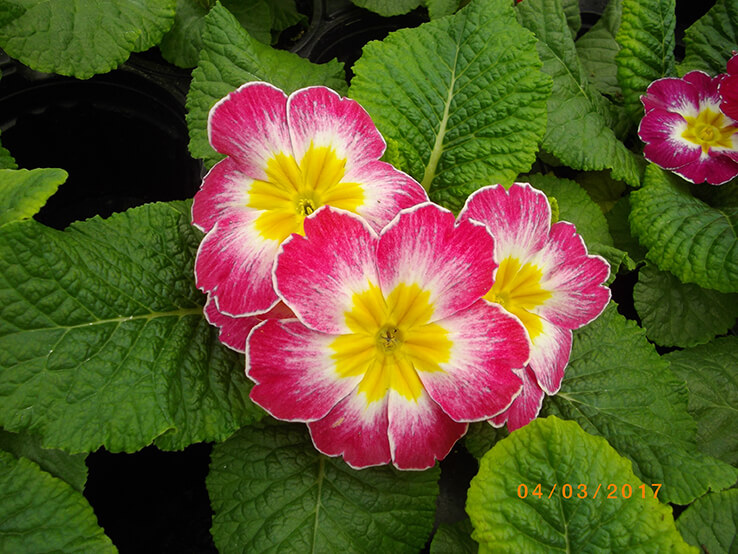 Fleurs à Pouilloux