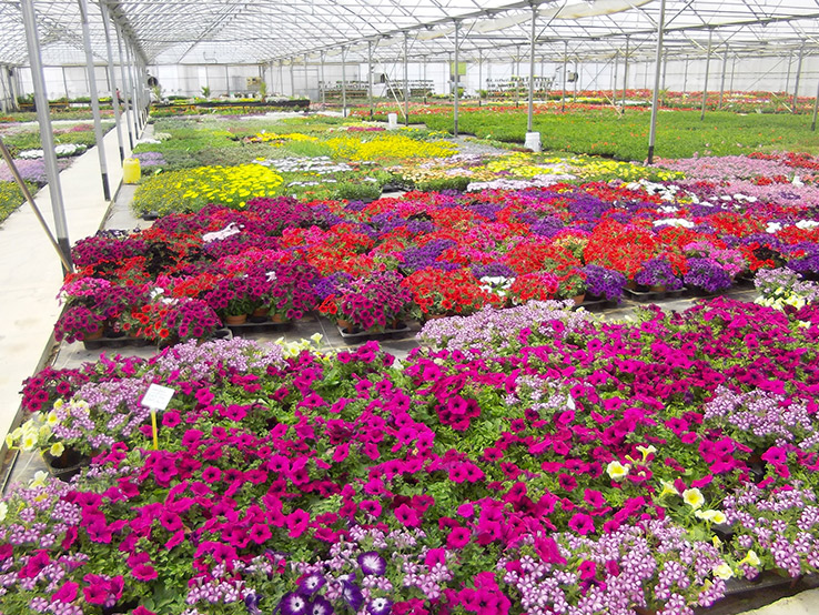 Fleurs à Pouilloux