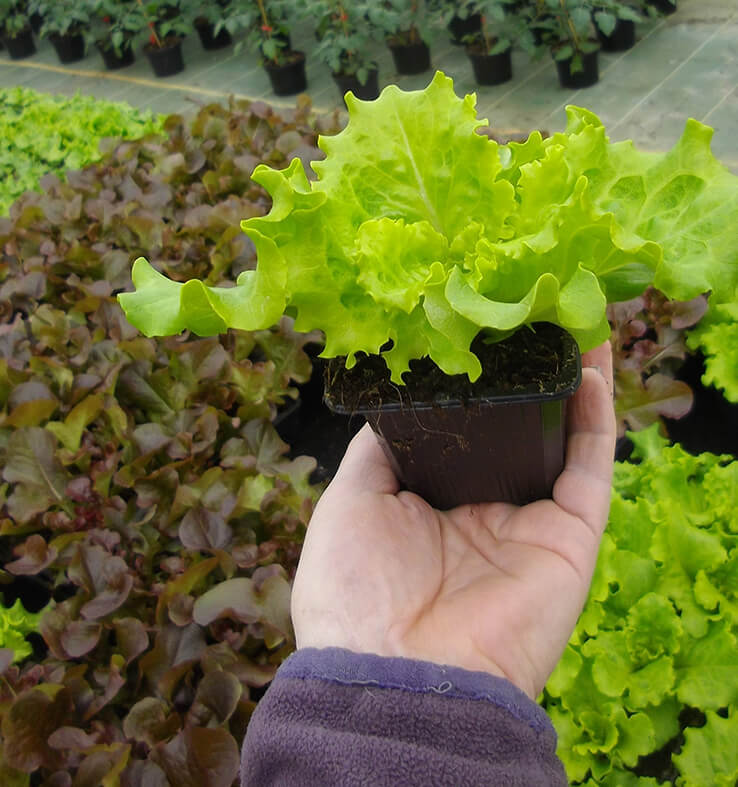 Plants de légumes à Pouilloux