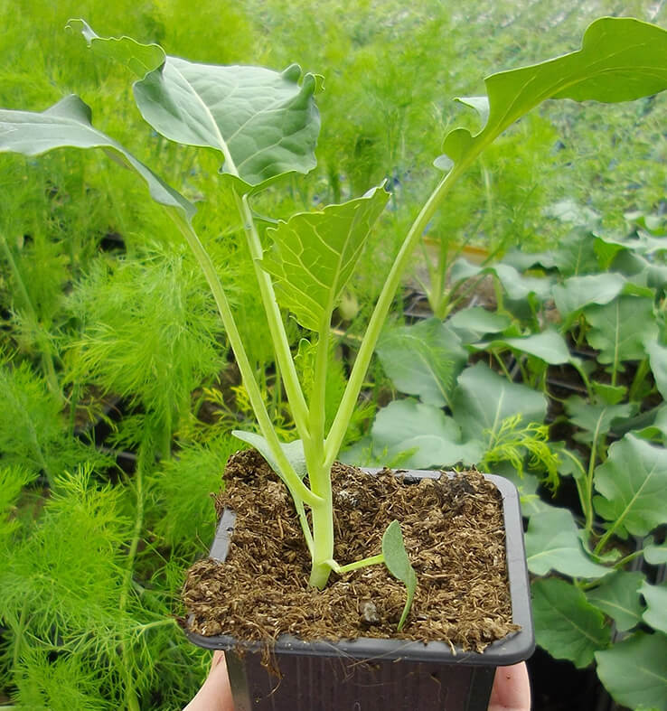 Plants de légumes à Pouilloux