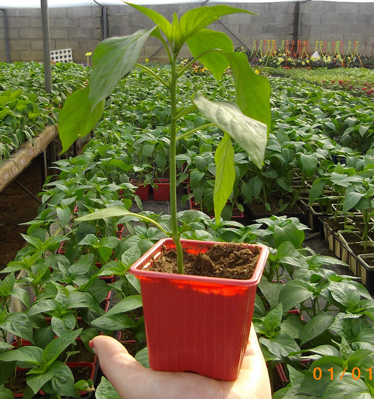 Plants de légumes à Pouilloux