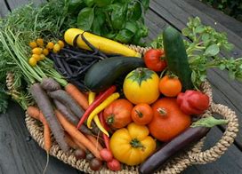 Plants de légumes à Pouilloux