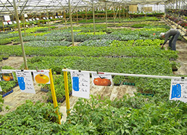 Plants de légumes à Pouilloux