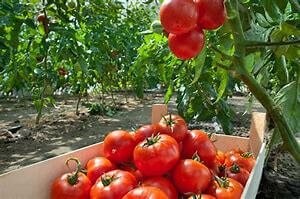 Plants de légumes à Pouilloux