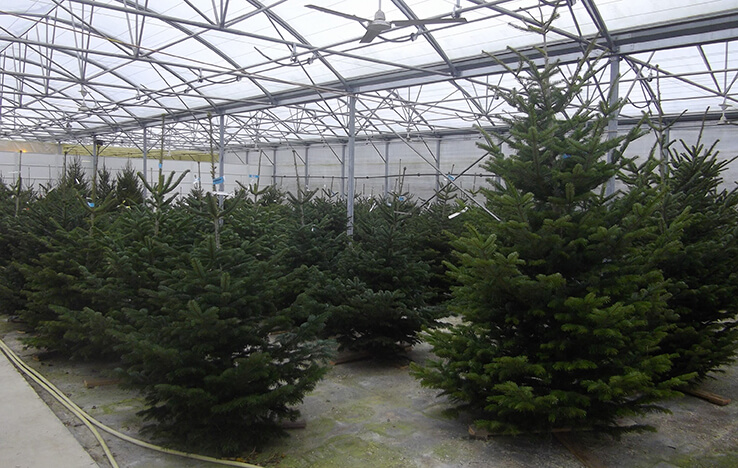 Sapins de Noël à Pouilloux